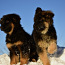 Ilgaplaukiai vokiečių aviganio šuniukai (nuotrauka #4)