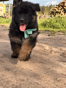 Pikakarvalised saksa lambakoera kutsikad (7 foto / 10)