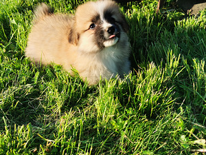 Welsh Corgi Pembroke (3 foto / 5)