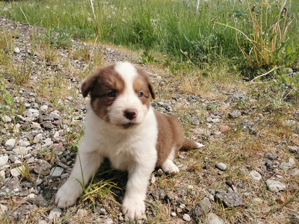 Bordercollie kutsikad