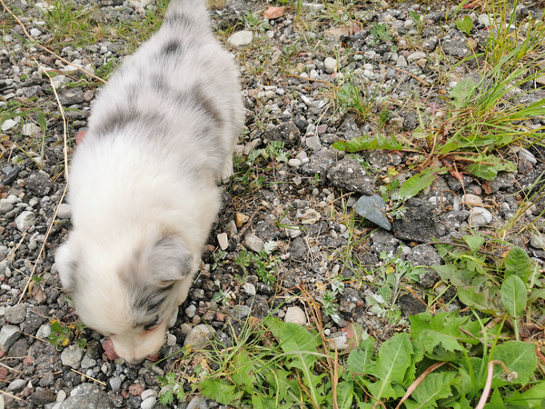 Bordercollie kutsikad