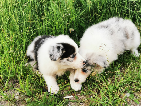 Bordercollie kutsikad