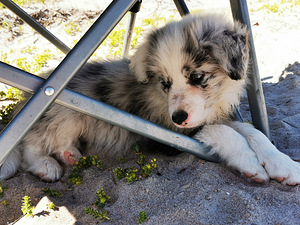 Bordercollie kutsikad (2 foto / 7)