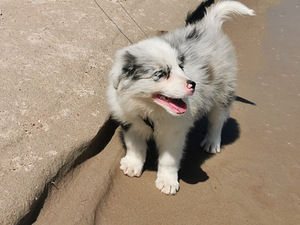 Bordercollie kutsikad (5 foto / 7)