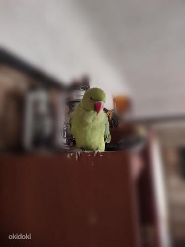 Ожереловый попугай - зеленый (фото #2)