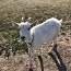 Молодая коза (фото #3)