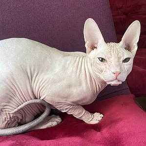 Donskoy sphynx (3 valokuva sivusta 4)