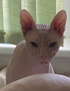 Donskoy sphynx (1 valokuva sivusta 4)
