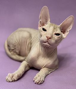 Sphynx (3 valokuva sivusta 3)