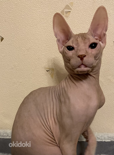 Sphynx