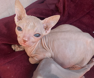 Donskoy sphynx (3 valokuva sivusta 3)