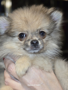 Pomeranian (1 foto / 4)