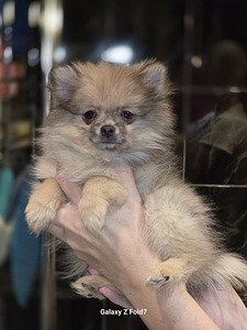 Pomeranian (4 foto / 4)