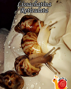 Teod Achatina Reticulata (5 foto / 6)