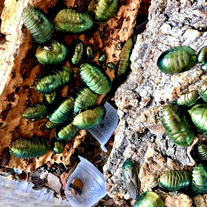 Pseudoglomeris magnifica (1 фото из 1)