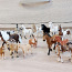 SCHLEICH HORSE CLUB Hobused ja muud loomad 33 tk, 3 eur/tk (foto #1)