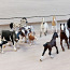 SCHLEICH HORSE CLUB Hobused ja muud loomad 33 tk, 3 eur/tk (foto #3)