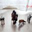 SCHLEICH HORSE CLUB Hobused ja muud loomad 33 tk, 3 eur/tk (foto #4)