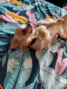 Chihuahua isane müük (1 foto / 8)