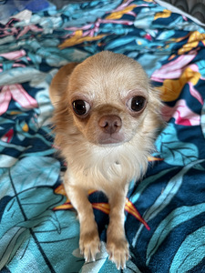 Chihuahua isane müük (4 foto / 8)