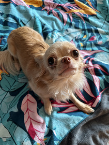 Chihuahua isane müük (5 foto / 8)