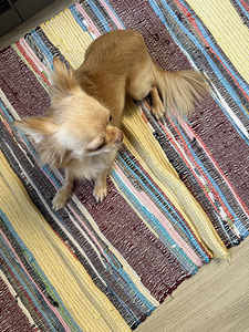 Chihuahua isane müük (7 foto / 8)
