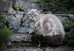 Eksklusiivne briti kassipoeg tasuta (1 foto / 5)