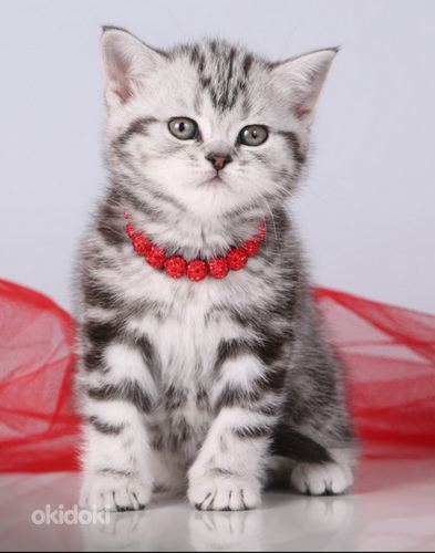 Элитный Британский котенок (фото #3)