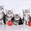 Eksklusiivne briiti kassipojad (foto #1)