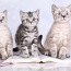Эксклюзивные британские котята (фото #1)