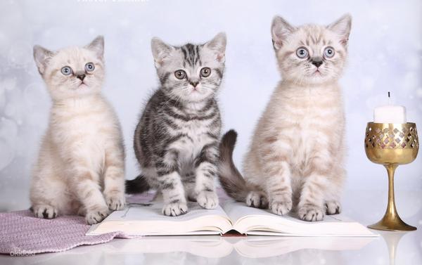 Eksklusiivne briti kassipojad (foto #1)