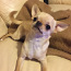 Chihuahua isane (foto #1)