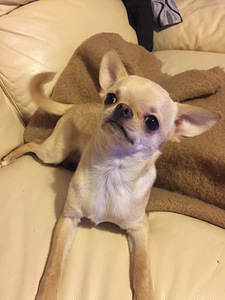 Chihuahua isane