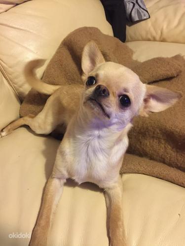 Chihuahua isane (foto #1)