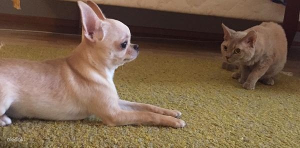 Chihuahua isane (foto #4)