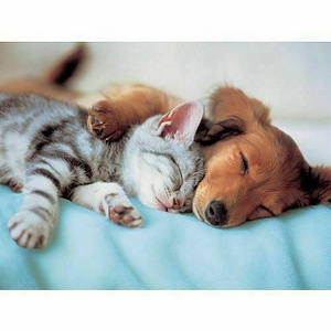 Пазл sweet Dreams 300шт. (2 фото из 2)