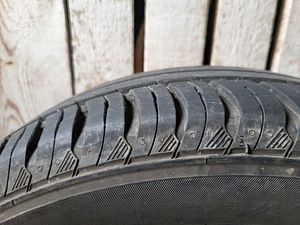 Suverehvid (5 foto / 5)