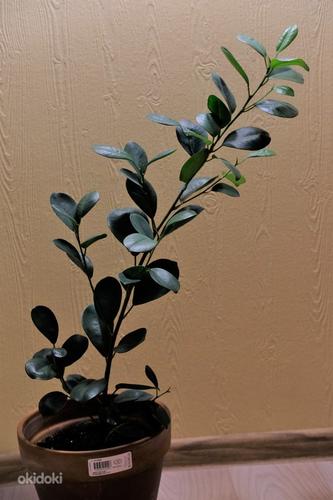 Ficus (foto #2)