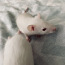 Крысы "Дамбо" (фото #2)