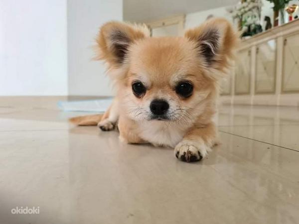 Chihuahua (foto #3)