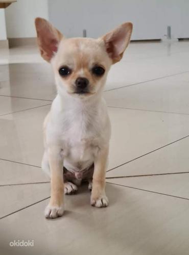 Chihuahua (foto #6)