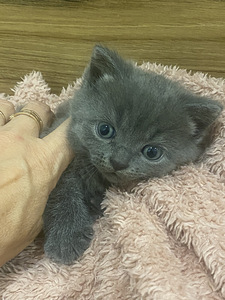 Британский котёнок, девочка (2 фото из 3)