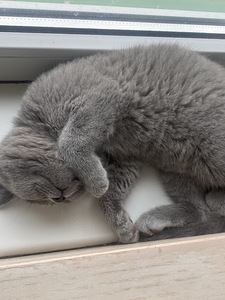 Котёнок британской породы (3 фото из 3)