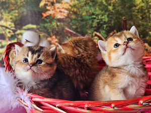 Золотые котята (7 фото из 10)