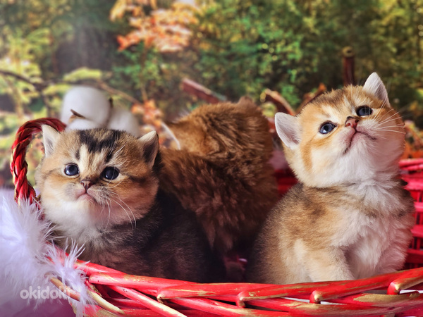 Kuldsed kassipojad (foto #7)