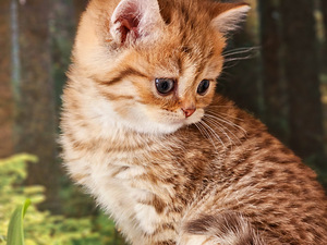 Британский котёнок (3 фото из 7)