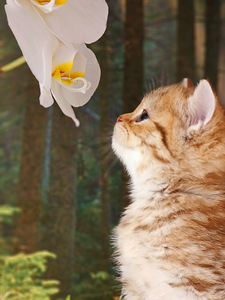Британский котёнок (6 фото из 7)