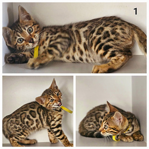 Бенгальские котята (2 фото из 10)