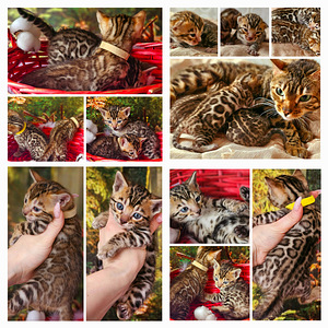 Бенгальские котята (8 фото из 10)