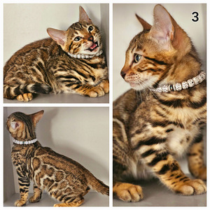 Bengal 31.08 Tallinn (8 foto / 10)